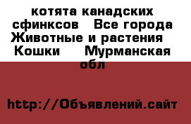 котята канадских сфинксов - Все города Животные и растения » Кошки   . Мурманская обл.